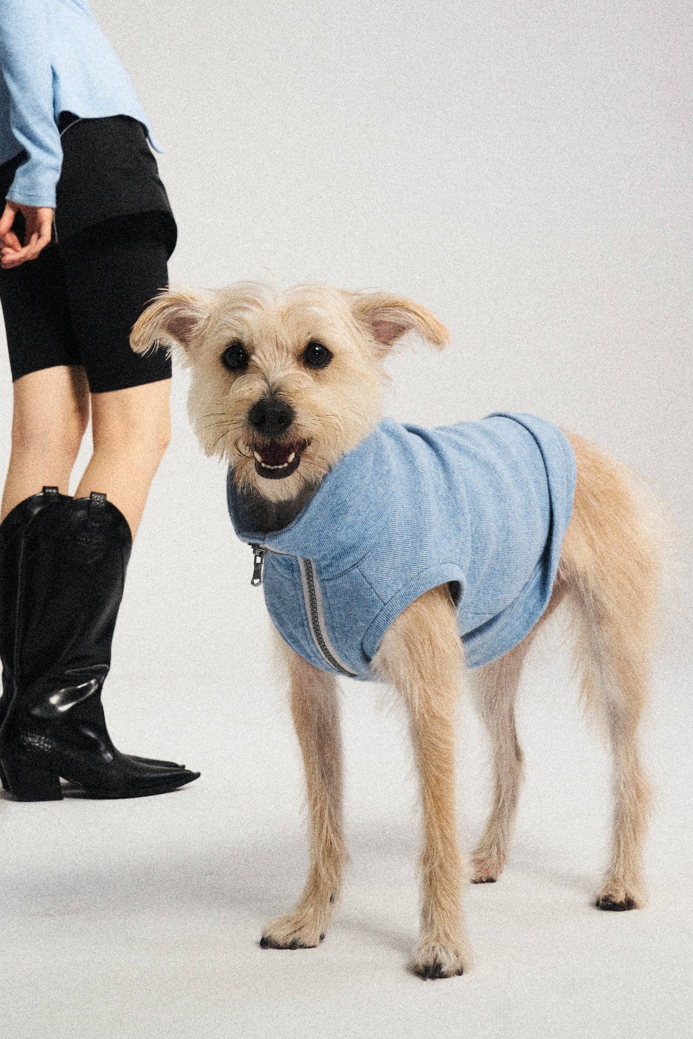 Discover the Design Philosophy of Lazyeazy Plus: Crafting High-End Fashion for Pets